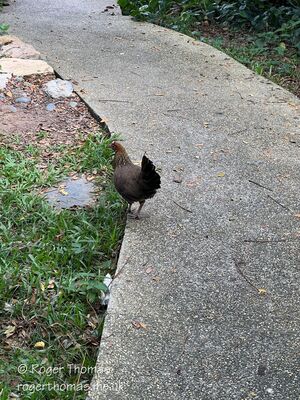 Tanglin-Dempsey_055_28Custom29.JPG