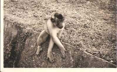 Our pet monkey
1961 - Many animals mainly cats and dogs were passed on between families coming and going from the Naval Base. In our case we took over the only monkey on the base. Beppy a blue rhesus macaque who turned out to be a very loyal pet and 'guard dog' for the property. Beppy was a great friend of the passing ice cream van. The driver ran an account with Beppy to supply an ice lolly on passing and ran up a large account that we settled every month.
