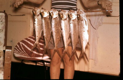Singapore Naval Base - Fishing in the Dockyard (2)
1963.  Peter Banks after a nights fishing off a floating dock in the Naval Dockyard. A good catch of Ikan Tenggiri. (Malay name). A shoal of these fish were found to be circling a couple of metres down under the overhanging floodlights at the end of the dock. A difficult fish to eat due to the mass of small bones in the flesh but our amah pound the whole fish into a paste and made them into tasty fish balls.    
Keywords: Ikan;fishing;tenggiri;floating dock;fish balls